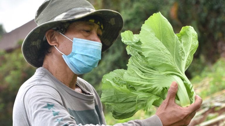 Farm to Families: Huang’s Green Leaf Products