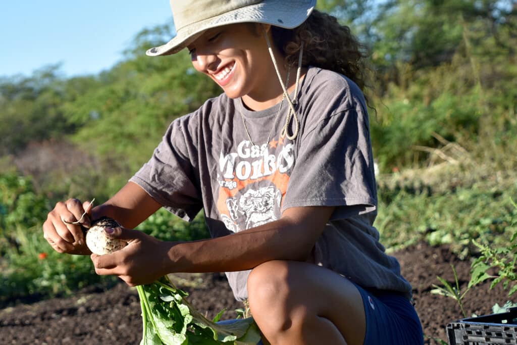 Harvesting daikon at Kahumana Farms