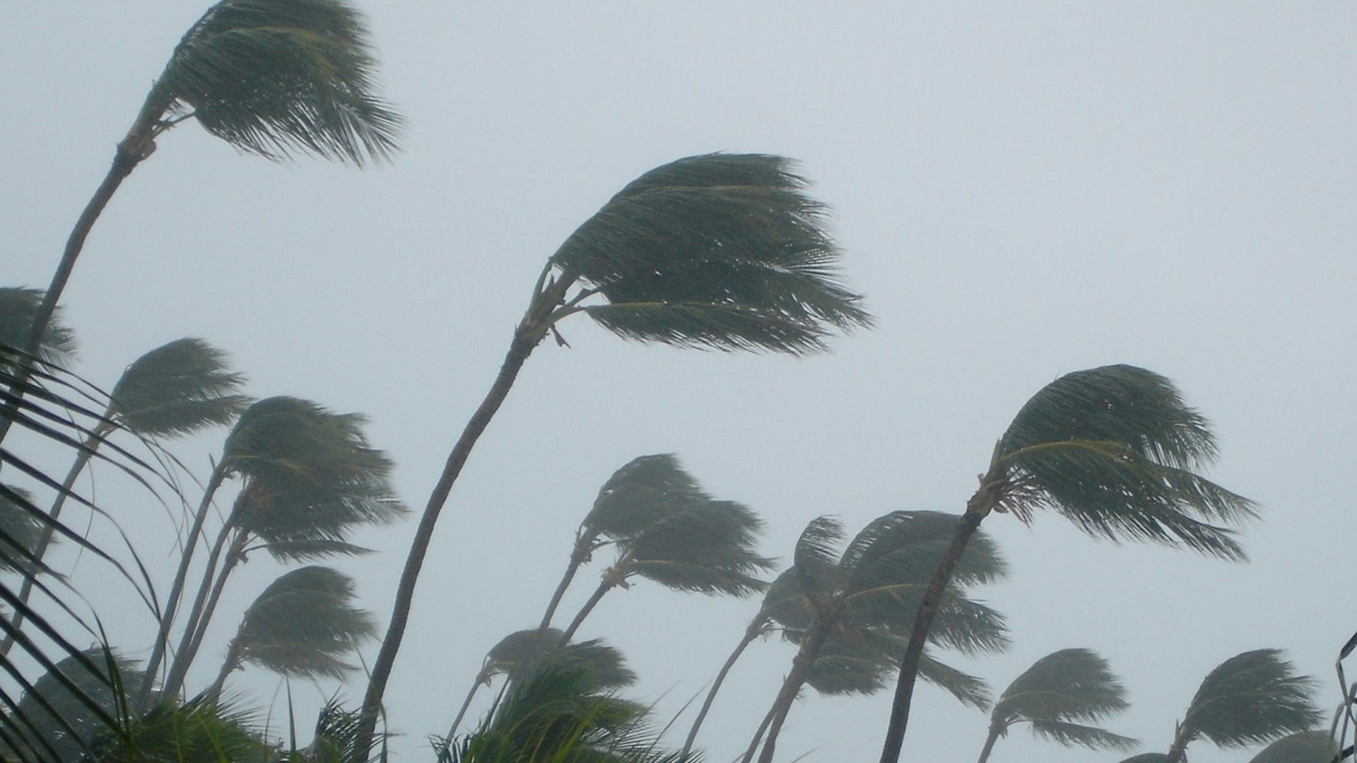 Palm trees blowing in a heavy storm