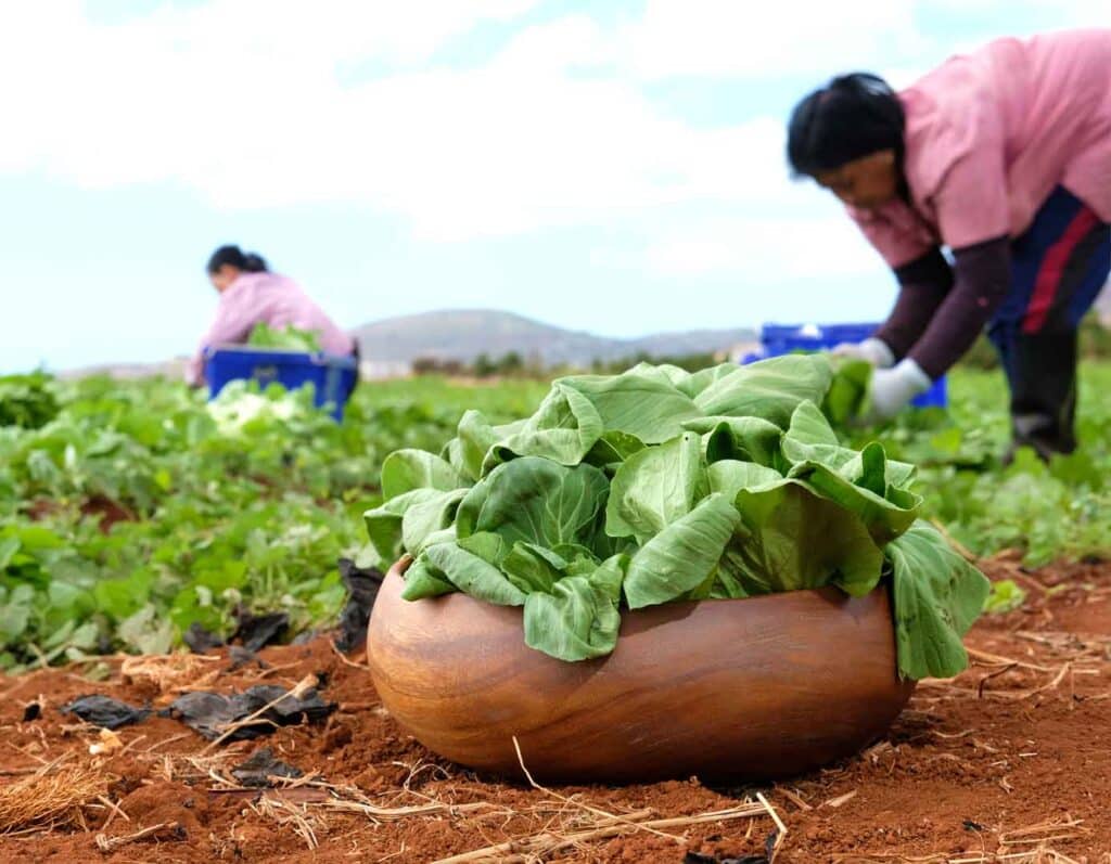 Aloun Farms field workers harvest fresh produce