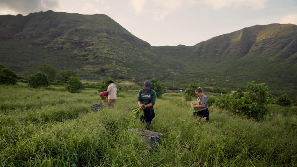 Several people harvesting crops in a lush green field with mountains in the distance.