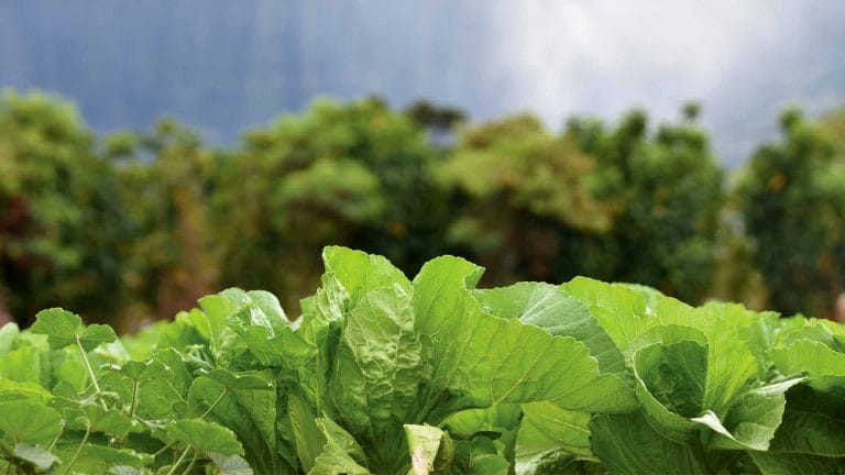 Great Chefs Fight Hunger