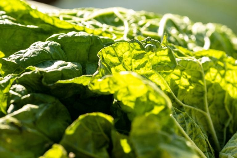 Hawaii Foodbank expecting cuts from federal funding as need continues to grow